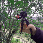 Sécateur de Greffe 2 en 1 avec 3 Lames Interchangeables pour Arbres et Plantes